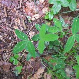 Photographie n°827593 du taxon Trifolium medium L. [1759]