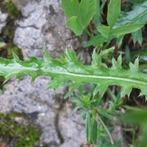 Photographie n°827611 du taxon Carduus defloratus L. [1759]