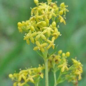 Photographie n°827620 du taxon Galium verum L. [1753]