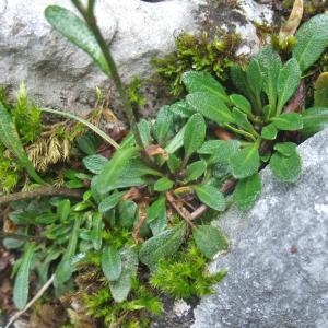 Photographie n°827625 du taxon Kernera saxatilis (L.) Sweet [1827]