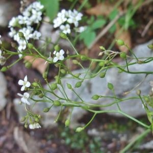 Photographie n°827629 du taxon Kernera saxatilis (L.) Sweet [1827]