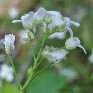Photographie n°827631 du taxon Kernera saxatilis (L.) Sweet [1827]