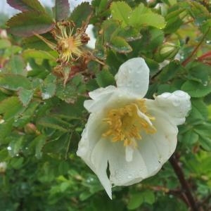 Photographie n°827683 du taxon Rosa spinosissima sensu Bonnier [1894]