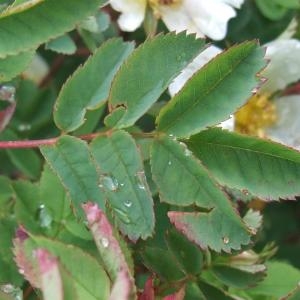 Photographie n°827685 du taxon Rosa spinosissima sensu Bonnier [1894]