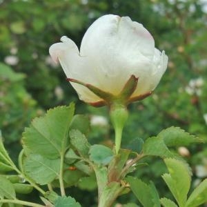 Photographie n°827686 du taxon Rosa spinosissima sensu Bonnier [1894]