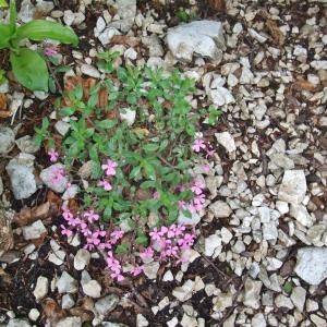 Photographie n°827690 du taxon Saponaria ocymoides L.