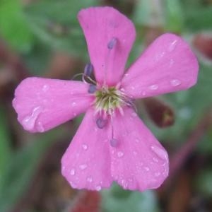 Photographie n°827695 du taxon Saponaria ocymoides L.