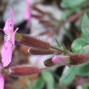 Photographie n°827696 du taxon Saponaria ocymoides L.