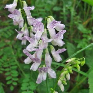 Photographie n°827707 du taxon Vicia sylvatica L. [1753]