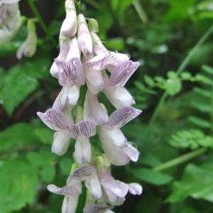 Photographie n°827708 du taxon Vicia sylvatica L. [1753]