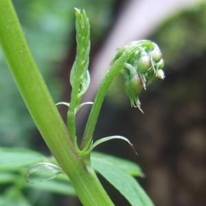 Photographie n°827710 du taxon Vicia sylvatica L. [1753]