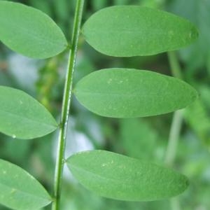 Photographie n°827715 du taxon Vicia sylvatica L. [1753]