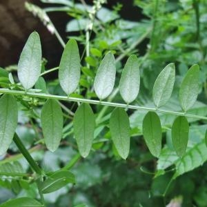 Photographie n°827716 du taxon Vicia sylvatica L. [1753]