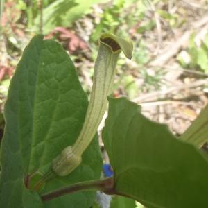 Photographie n°827719 du taxon Aristolochia paucinervis Pomel [1874]