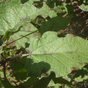 Photographie n°827788 du taxon Cistus populifolius L. [1753]