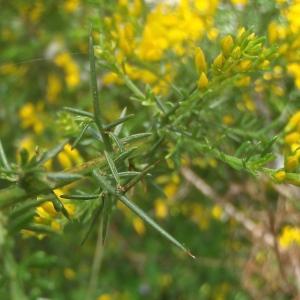  - Genista triacanthos Brot. [1804]