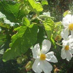 Photographie n°827825 du taxon Cistus populifolius L. [1753]