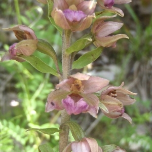  - Epipactis helleborine subsp. lusitanica (D.Tyteca) J.M.Tison [2010]