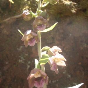  - Epipactis helleborine subsp. lusitanica (D.Tyteca) J.M.Tison [2010]