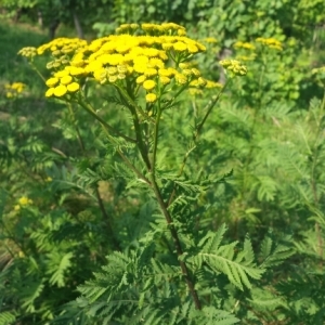 Photographie n°827847 du taxon Tanacetum vulgare L. [1753]