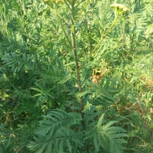 Photographie n°827848 du taxon Tanacetum vulgare L. [1753]