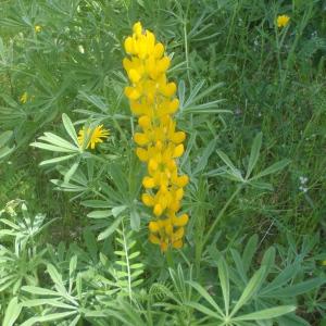 Photographie n°827887 du taxon Lupinus luteus L. [1753]