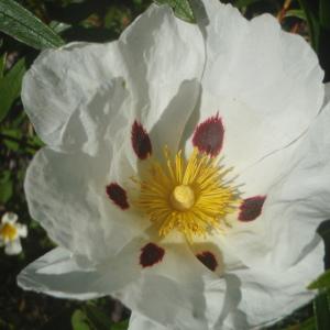 Photographie n°827922 du taxon Cistus ladanifer L. [1753]