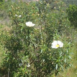 Photographie n°827927 du taxon Cistus ladanifer L. [1753]