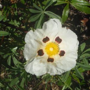 Photographie n°827931 du taxon Cistus ladanifer L. [1753]