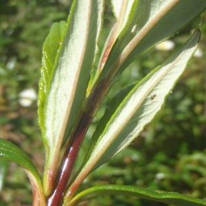 Photographie n°827932 du taxon Cistus ladanifer L. [1753]