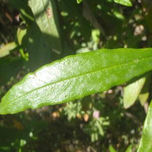 Photographie n°827933 du taxon Cistus ladanifer L. [1753]