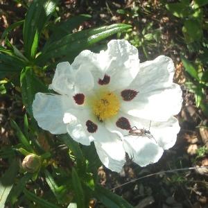 Photographie n°827934 du taxon Cistus ladanifer L. [1753]