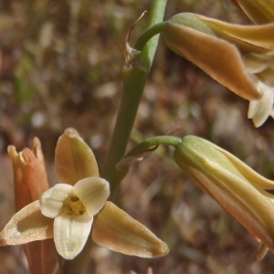 Lachenalia serotina (L.) Willd. (Dipcadi)