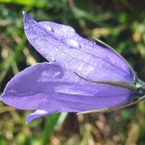 Photographie n°828013 du taxon Campanula rhomboidalis L. [1753]