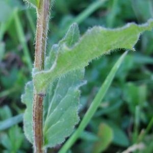 Photographie n°828016 du taxon Campanula rhomboidalis L. [1753]