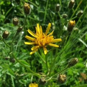 Photographie n°828020 du taxon Crepis paludosa (L.) Moench [1794]