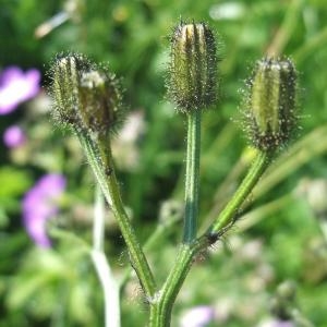 Photographie n°828021 du taxon Crepis paludosa (L.) Moench [1794]