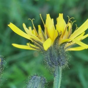 Photographie n°828023 du taxon Crepis paludosa (L.) Moench [1794]