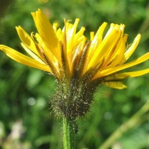 Photographie n°828029 du taxon Crepis paludosa (L.) Moench [1794]