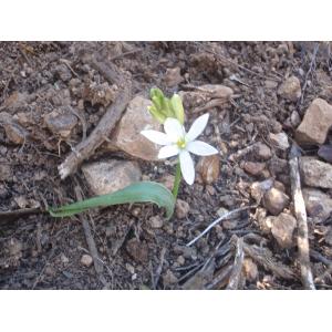 Ornithogalum broteroi Laínz