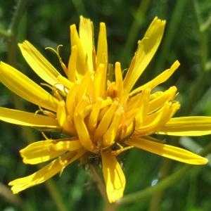 Photographie n°828066 du taxon Crepis paludosa (L.) Moench [1794]