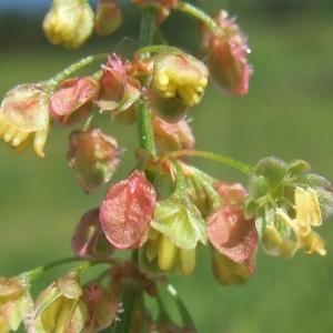 Photographie n°828110 du taxon Rumex crispus L. [1753]