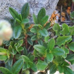 Photographie n°828192 du taxon Helianthemum italicum var. alpestre (Jacq.) Gren. [1848]