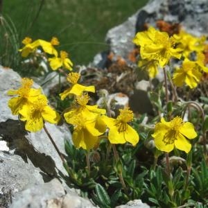 Photographie n°828194 du taxon Helianthemum italicum var. alpestre (Jacq.) Gren. [1848]