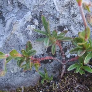 Photographie n°828196 du taxon Helianthemum italicum var. alpestre (Jacq.) Gren. [1848]