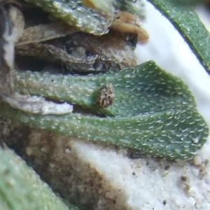 Photographie n°828211 du taxon Kernera saxatilis (L.) Sweet [1827]