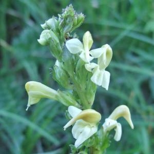 Photographie n°828225 du taxon Pedicularis ascendens Schleich. ex Gaudin [1810]