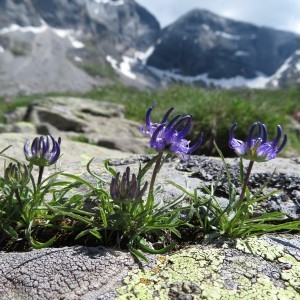 Photographie n°828258 du taxon Phyteuma spicatum L.