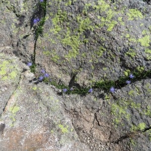 Photographie n°828261 du taxon Phyteuma spicatum L.