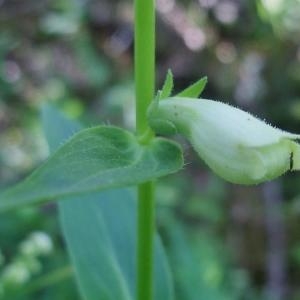 Photographie n°828349 du taxon Digitalis lutea L. [1753]